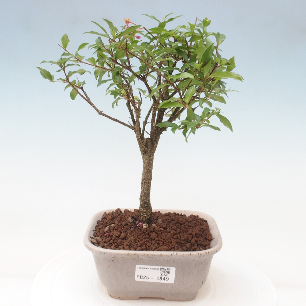 Zimmerbonsai - Malpighia coccigera - Barbdor-Kirsche