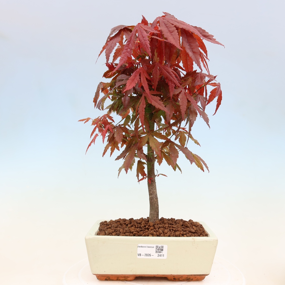 Bonsai für draußen - Acer-Palme. Atropurpureum-Javor palmate