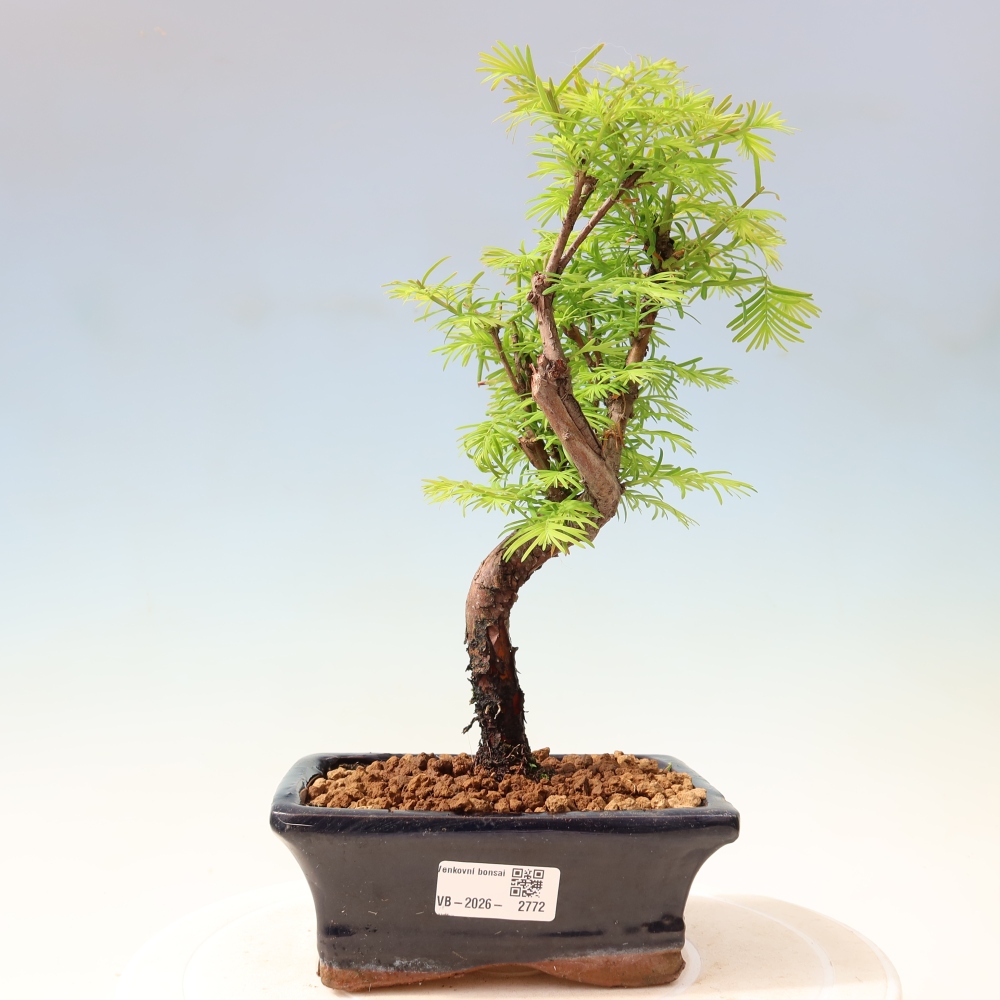 Bonsai für draußen - Metasequoia glyptostroboides - Chinesische Metasequoia