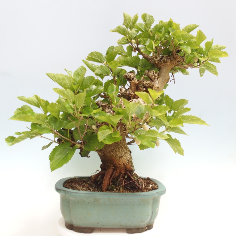 Bonsai im Freien - Morus alba - Maulbeere