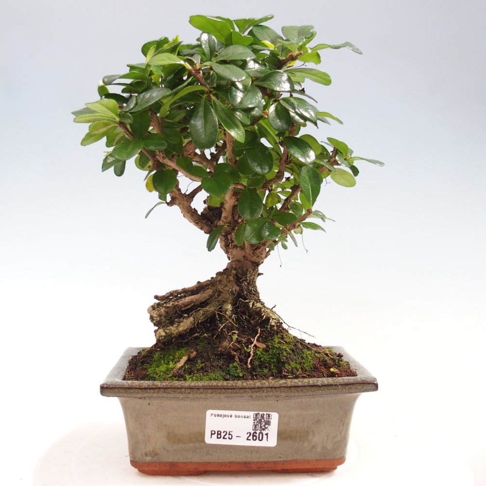 Zimmerbonsai - Carmona Macrophylla - Fuki-Tee