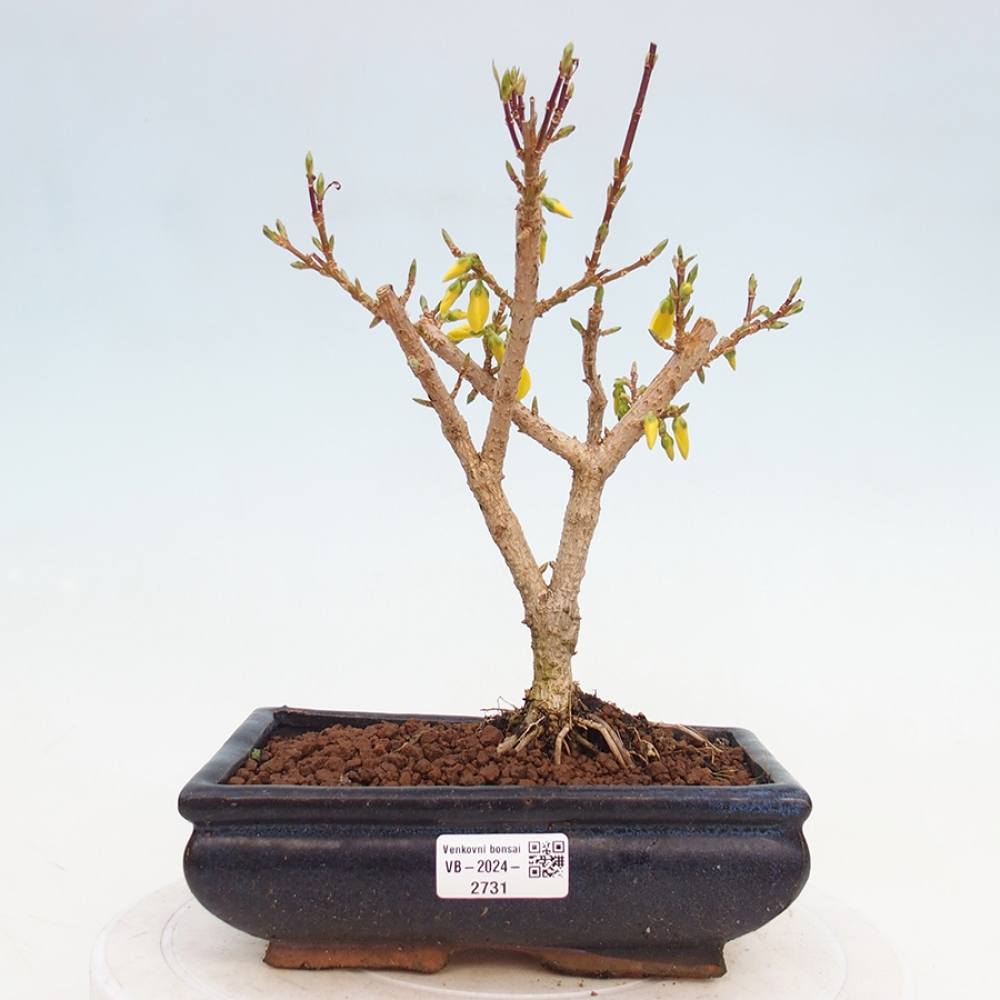 Bonsai im Freien - Forsythie - Forsythia intermedia 