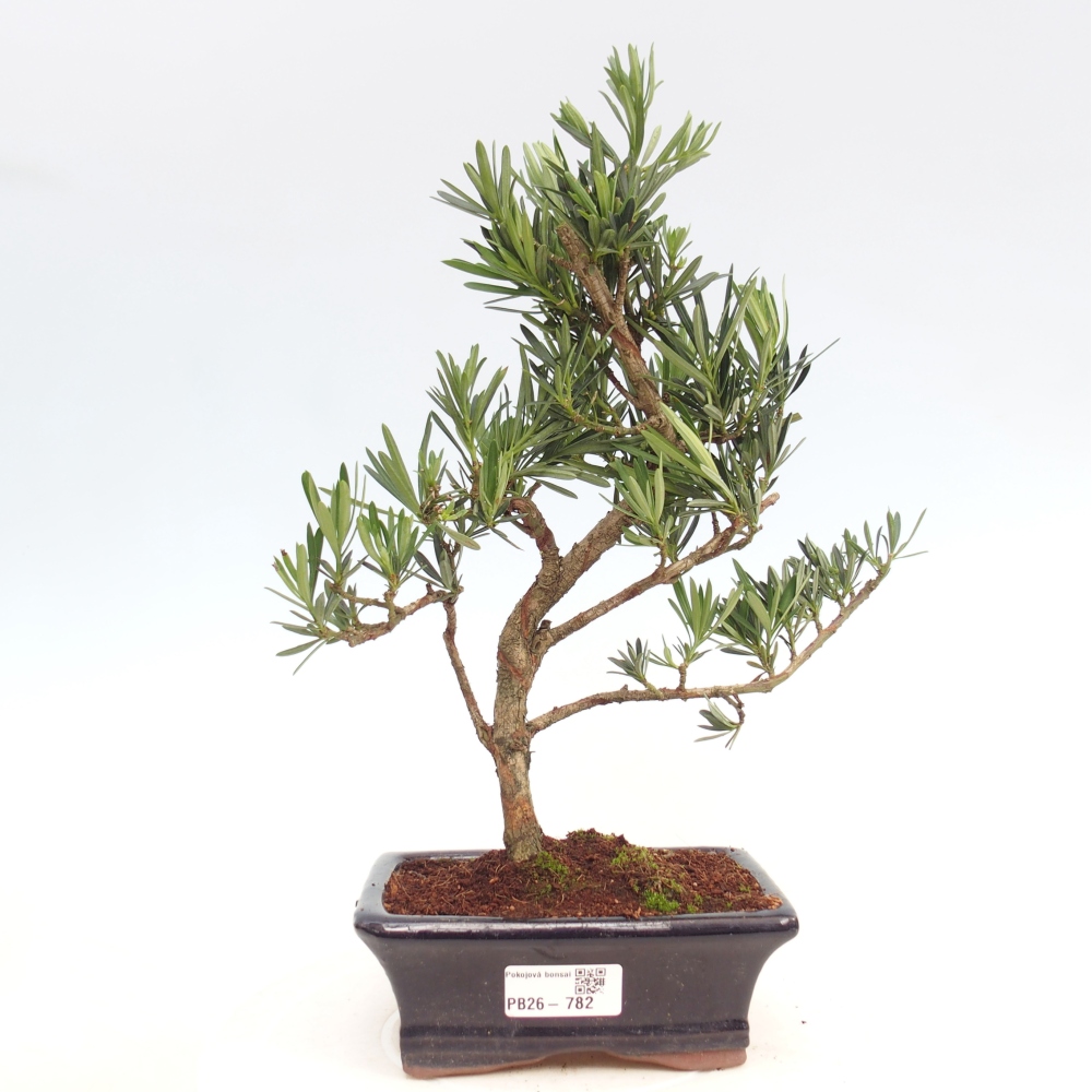 Indoor-Bonsai - Podocarpus - Stein tausend