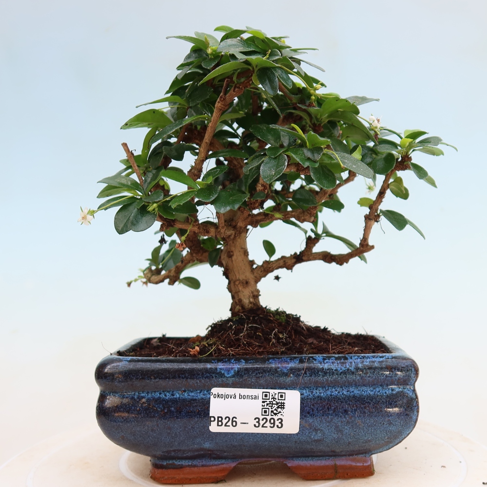 Zimmer-Bonsai - Carmona macrophylla - Tee-Fuki