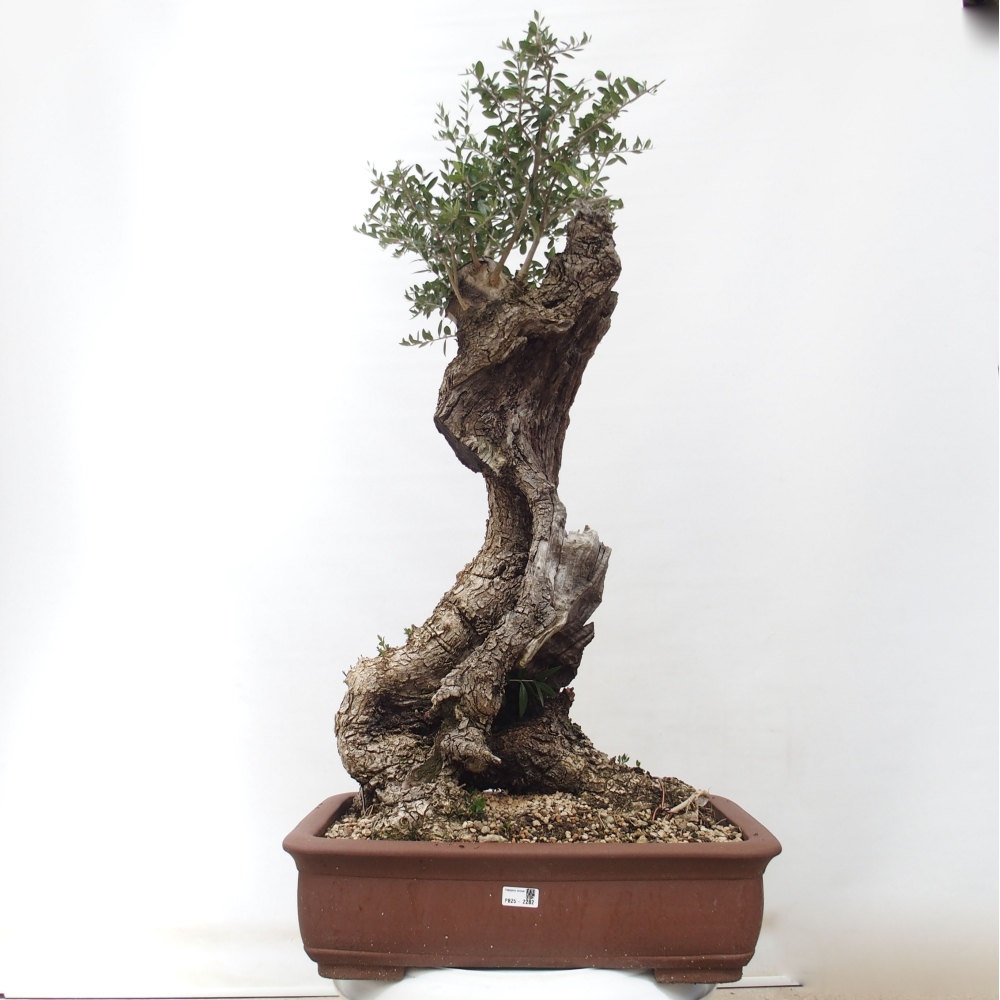 Indoor-Bonsai - Olea europaea sylvestris - Europäisches kleinblättriges Olivenöl