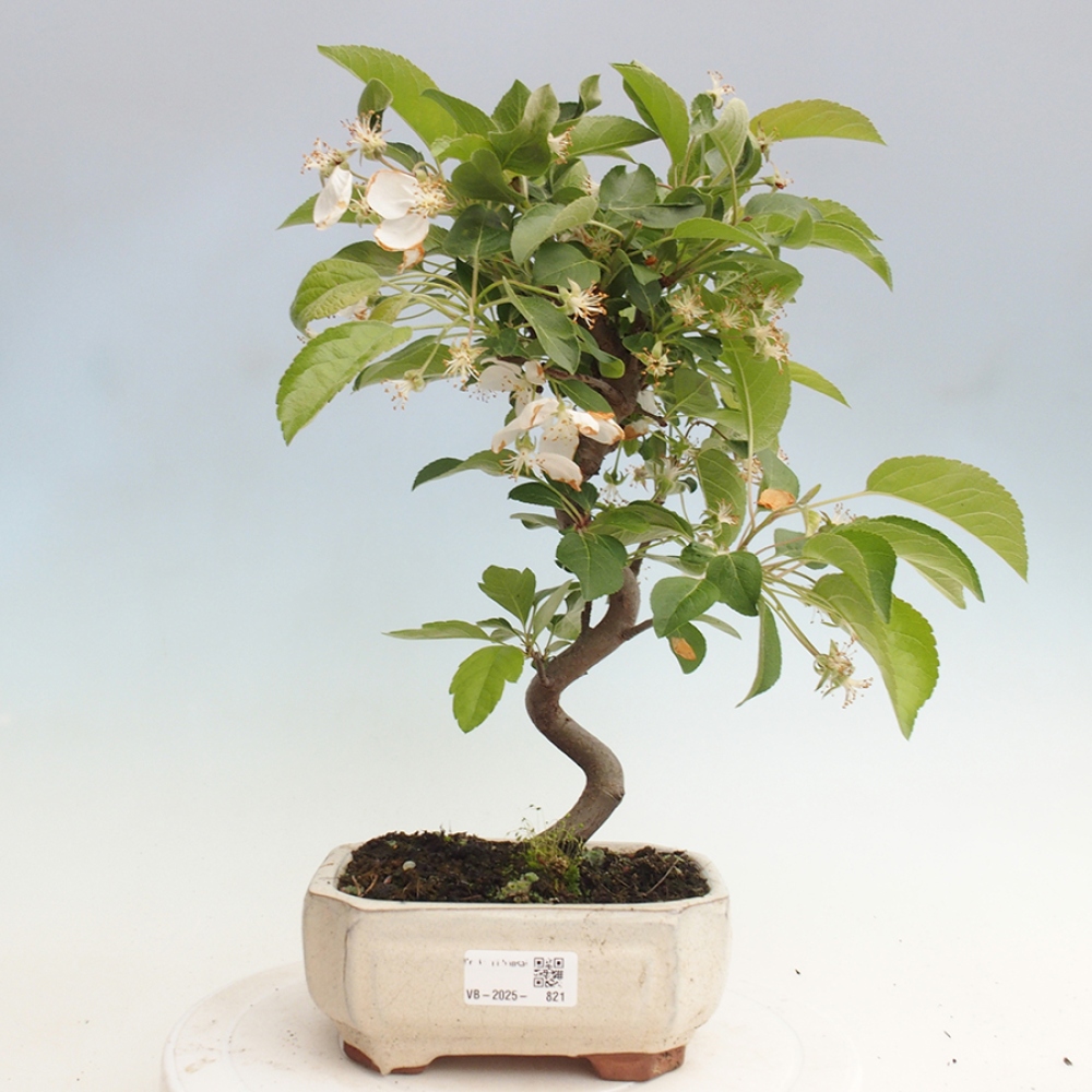 Bonsai im Freien - Malus halliana - Kleinfruchtiger Apfelbaum