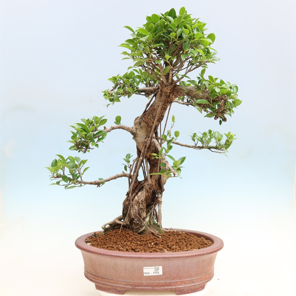 Zimmerbonsai - Ficus kimmen - Kleinblättriger Ficus