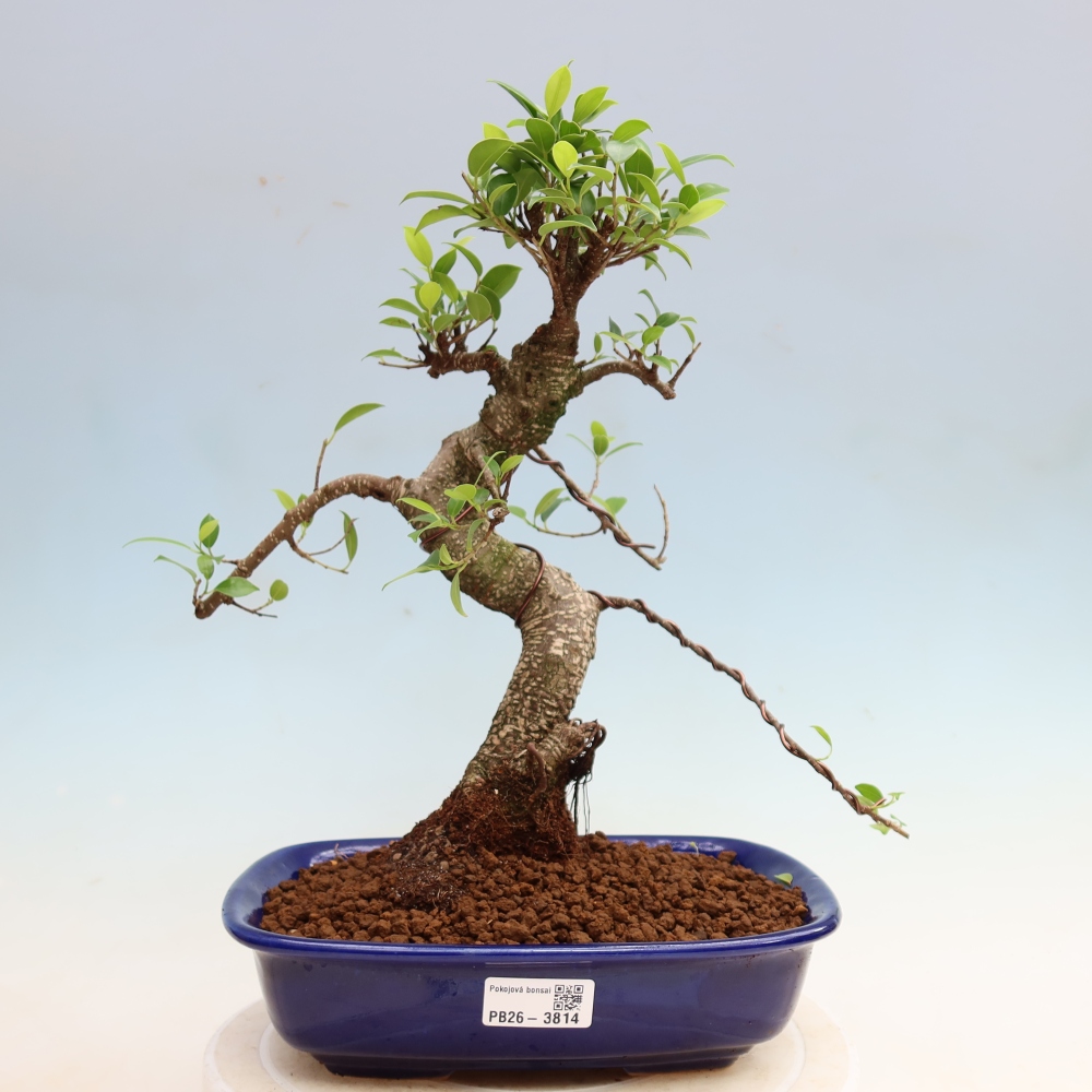 Zimmerbonsai - Ficus kimmen - Kleinblättriger Ficus