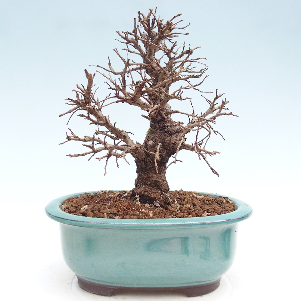 Bonsai für draußen - Zelkova - Zelkova NIRE