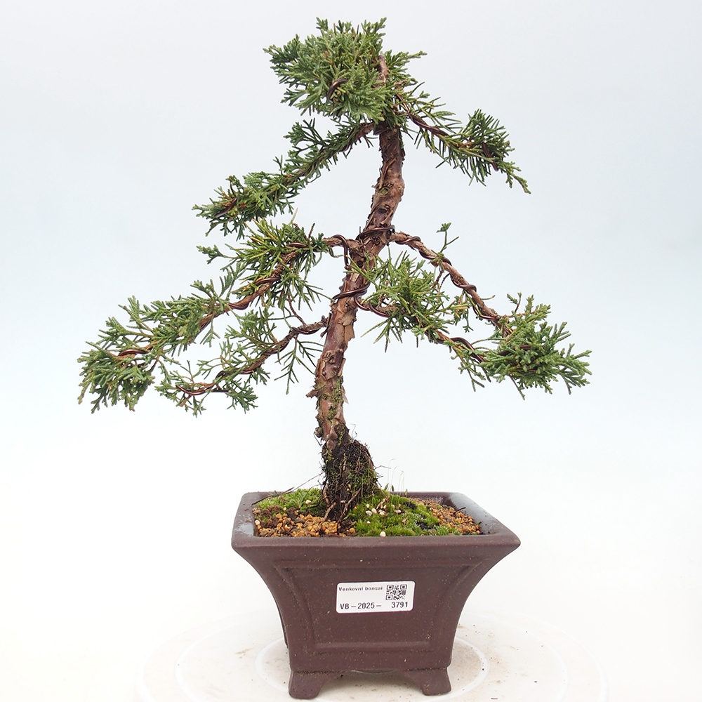 Bonsai für draußen - Juniperus chinensis Kishu