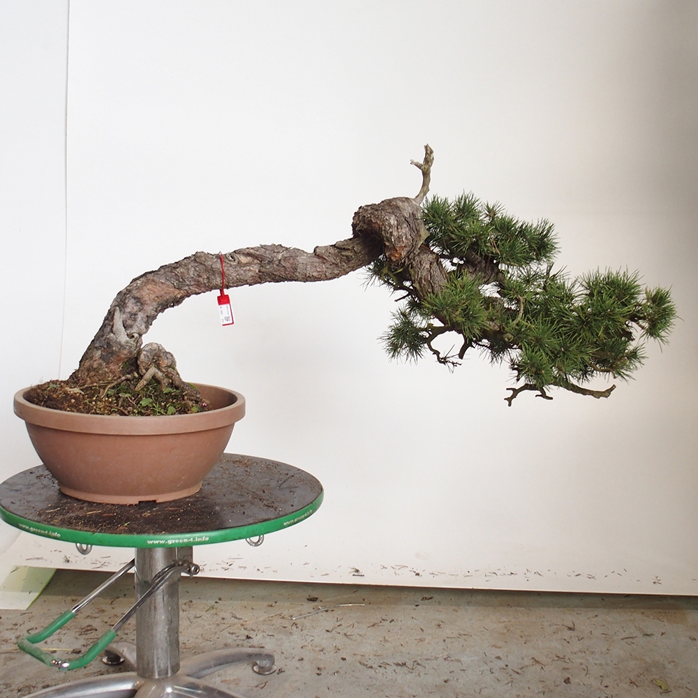 Yamadori - Pinus sylvestris Spanien