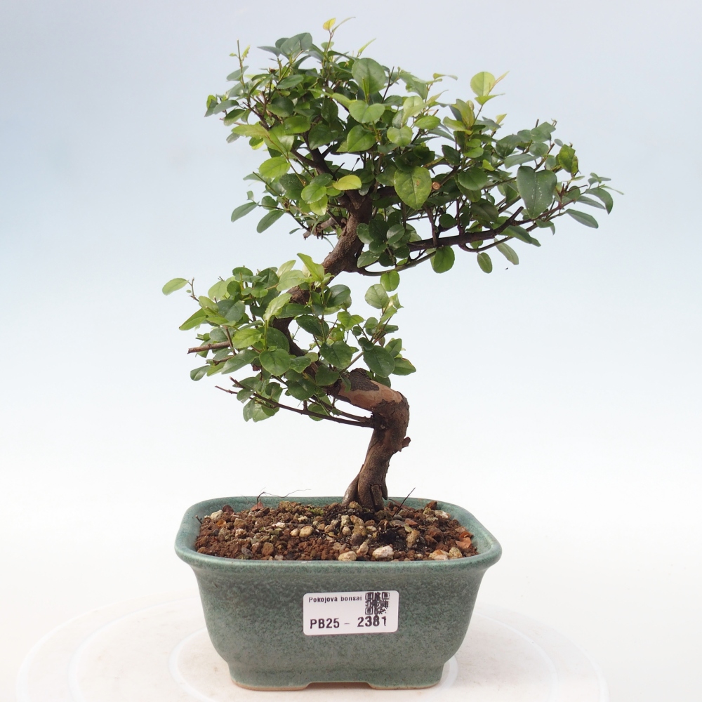 Zimmerbonsai - Sagerécie thea - Sagerécie thea