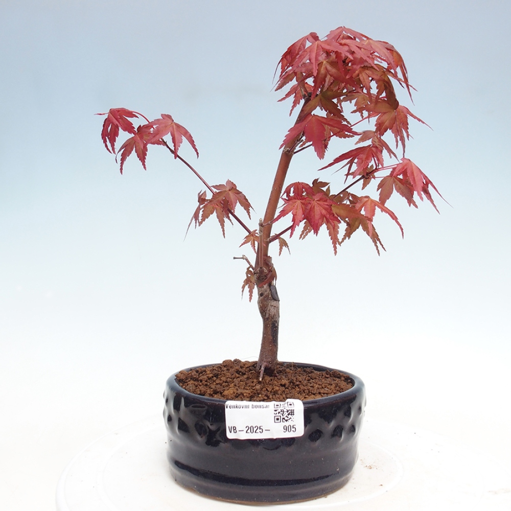 Outdoor bonsai - dlanitolistý klon - Acer palmatum DESHOJO