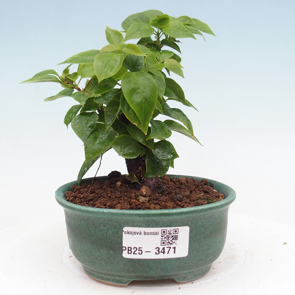 Zimmer Bonsai - Bouganwilea