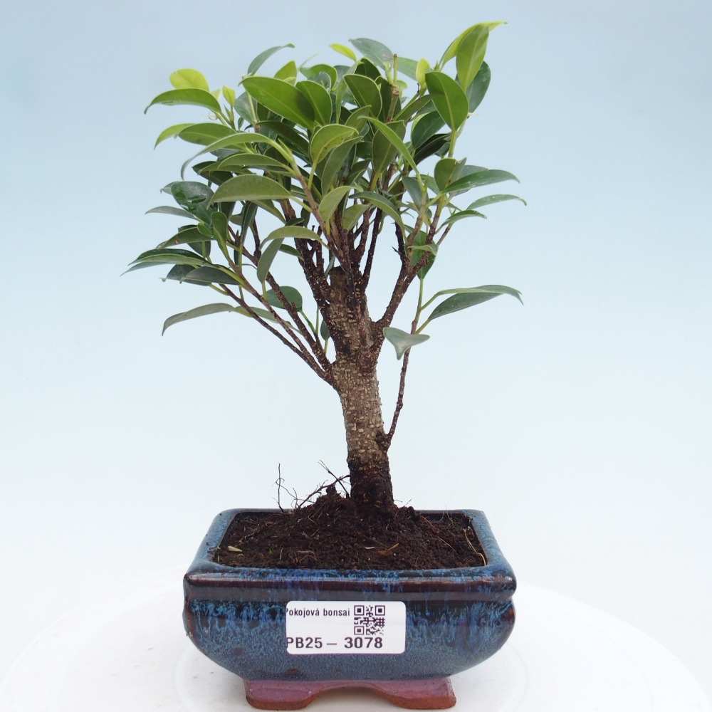 Zimmerbonsai - Kleinblättriger Ficus - Ficus kimmen
