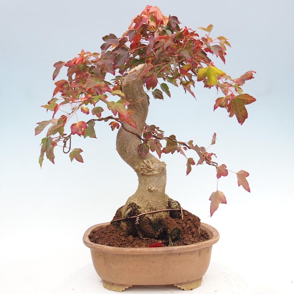 Bonsai im Freien - Ahorn Buergerianum - Burger Maple