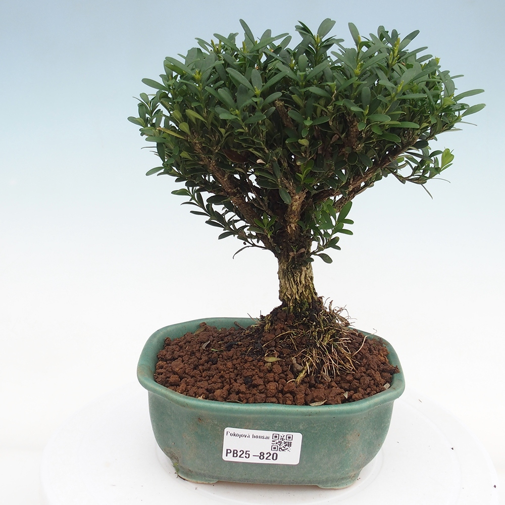 Zimmerbonsai - Buxus harlandii - Korkbuchsbaum