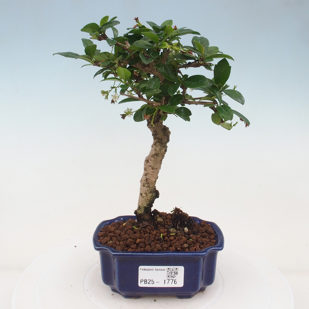 Zimmerbonsai - Carmona Macrophylla - Fuki-Tee