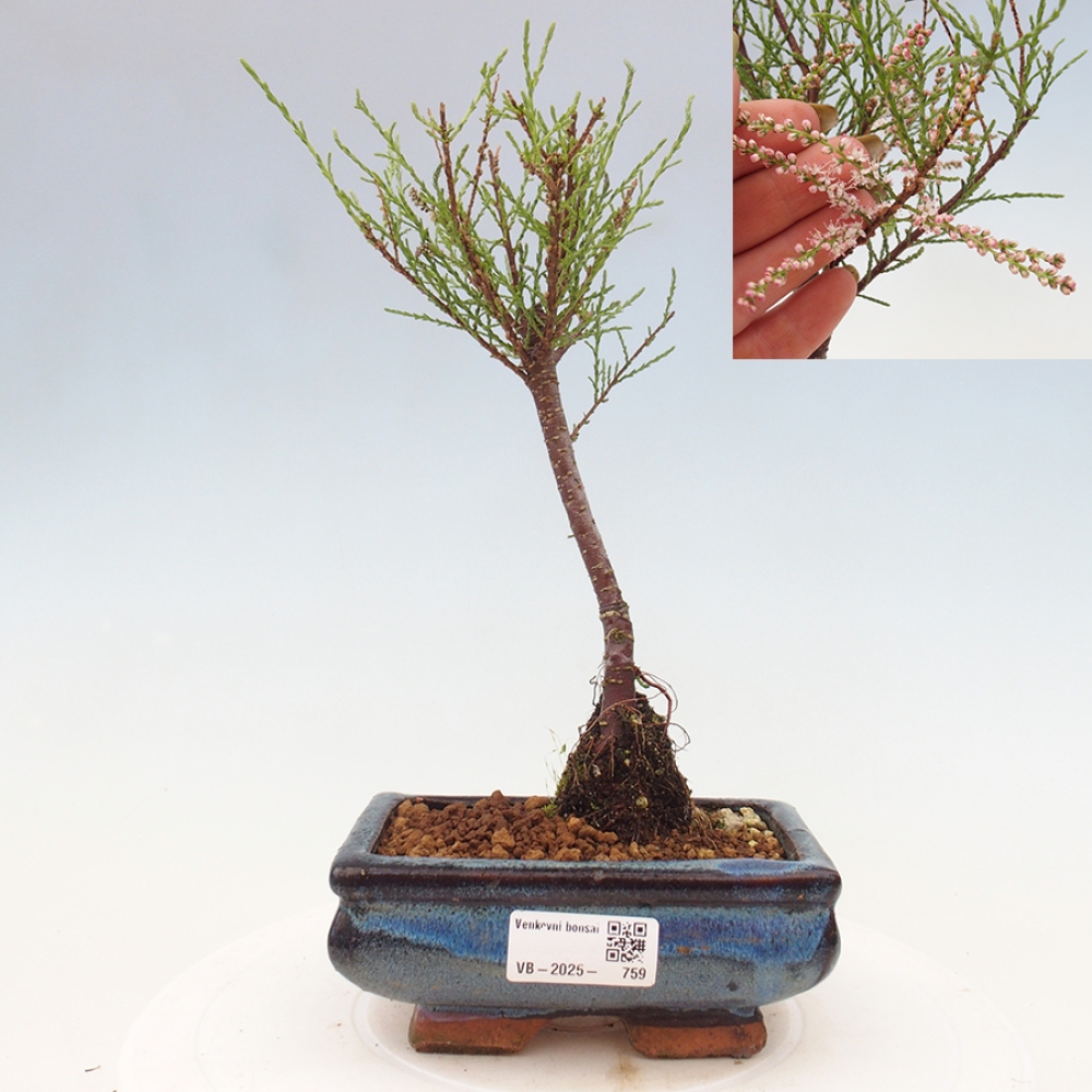 Bonsai im Freien - Tamarix - Tamarix
