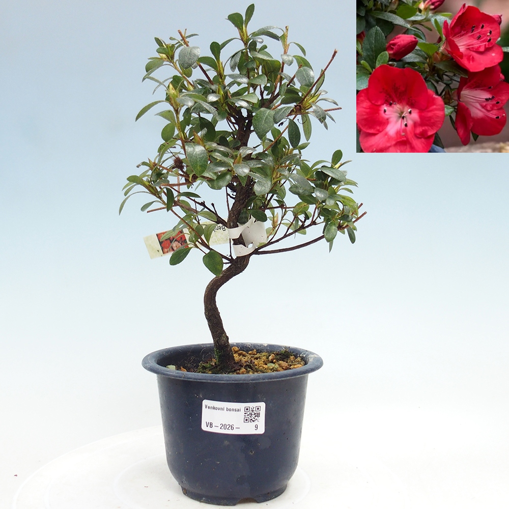 Bonsai für draußen - Japanische Azalee - Azalea Benibeni