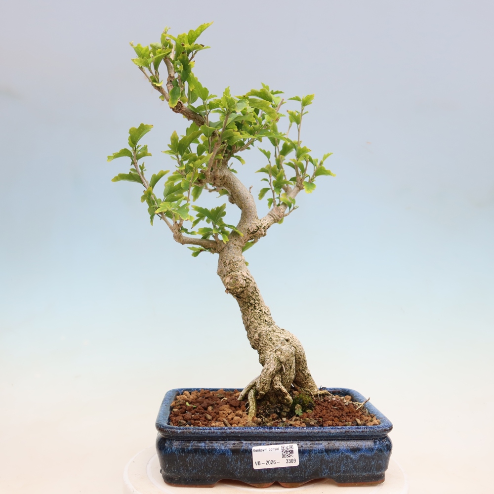 Bonsai für den Außenbereich – Hibiscus syriacus – Syrischer Hibiskus
