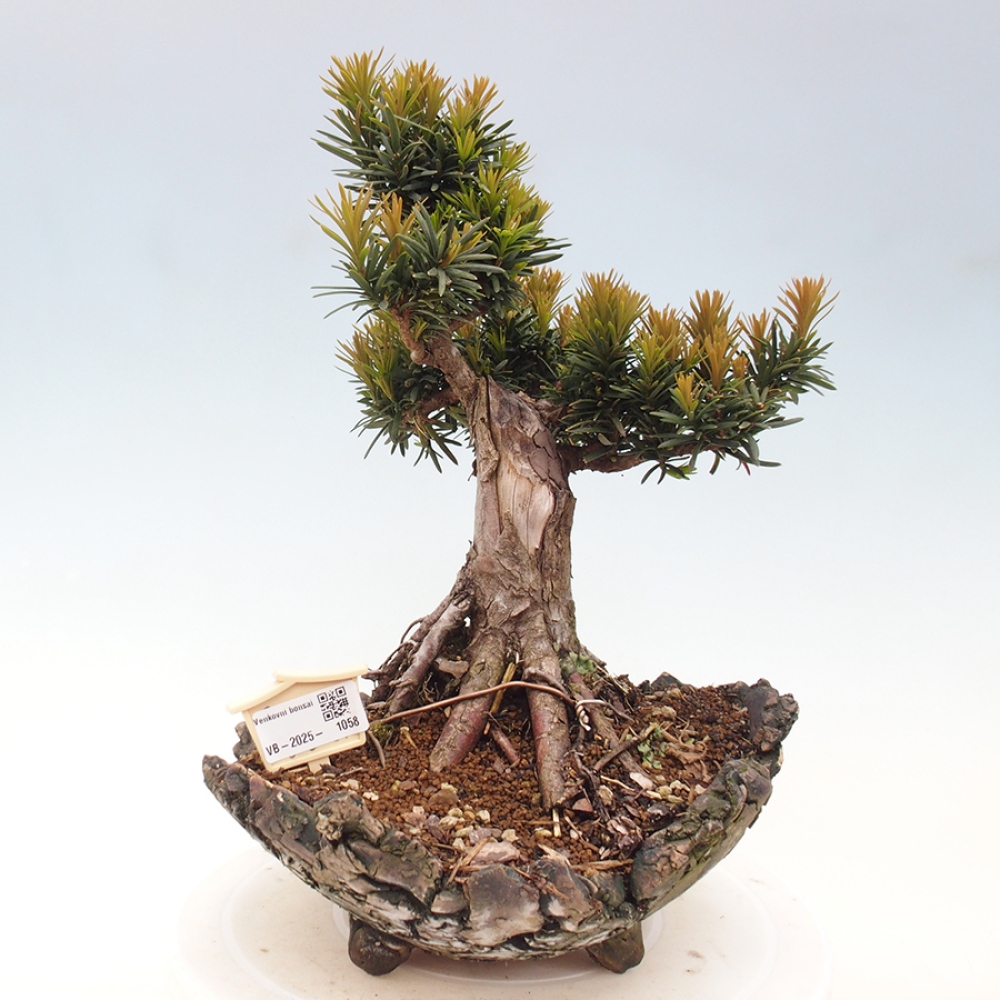 Bonsai im Freien - Taxus cuspidata - Japanische Eibe