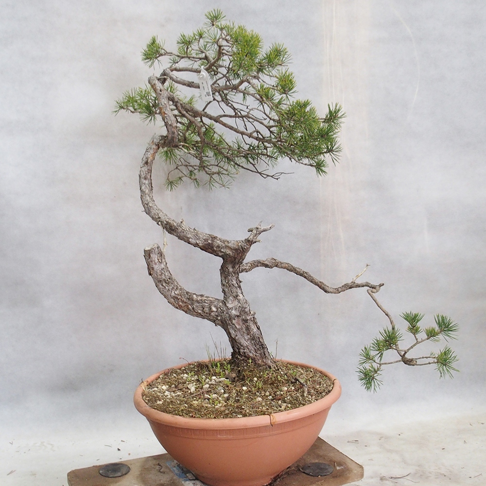 Yamadori - Pinus sylvestris 