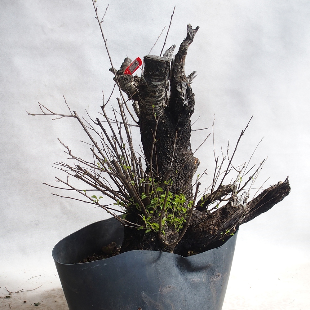 Outdoor Bonsai -Mahalebka - Prunus Mahaleb