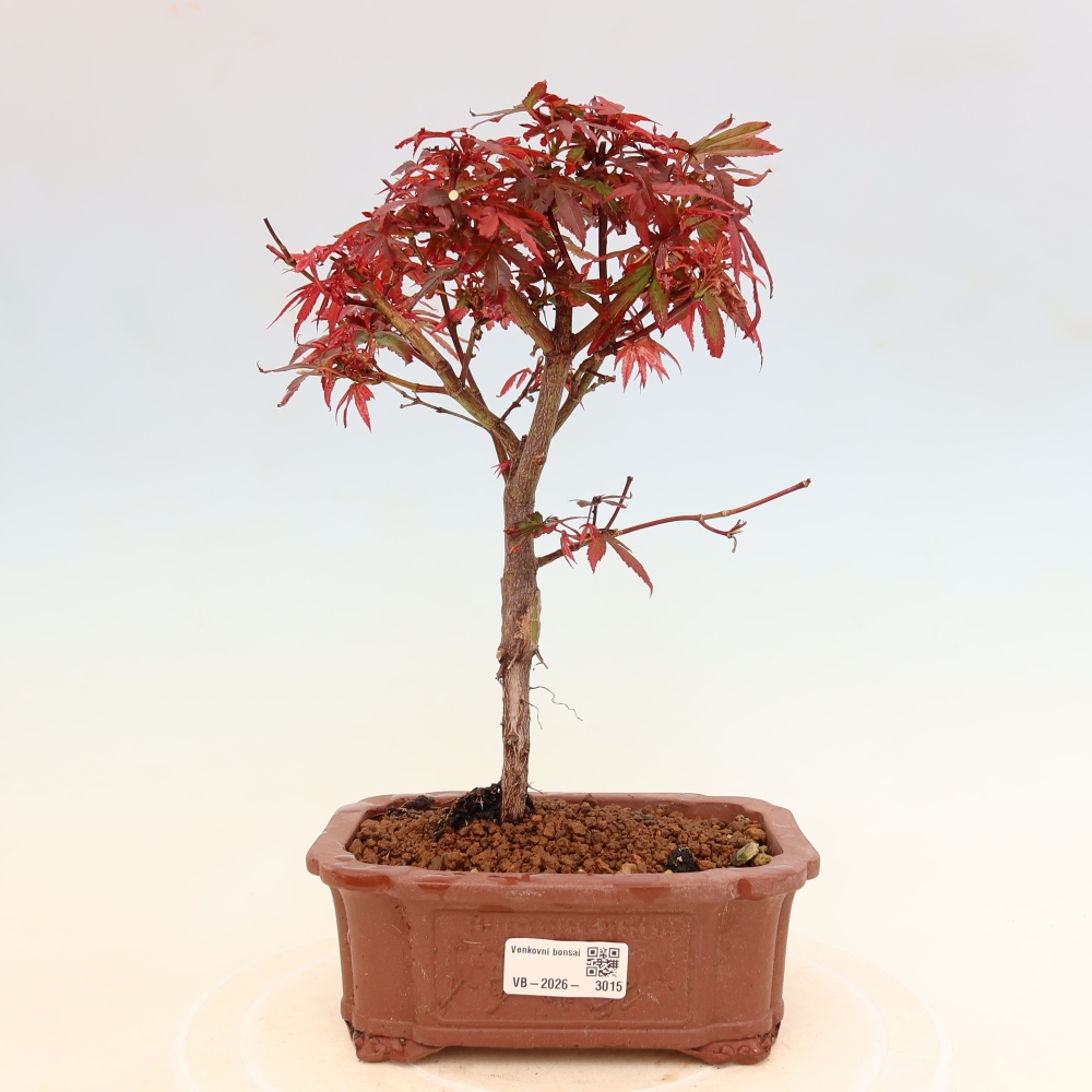 Bonsai für den Außenbereich – Palmenblättriger Ahorn – Acer palmatum „Berry Broom“ 