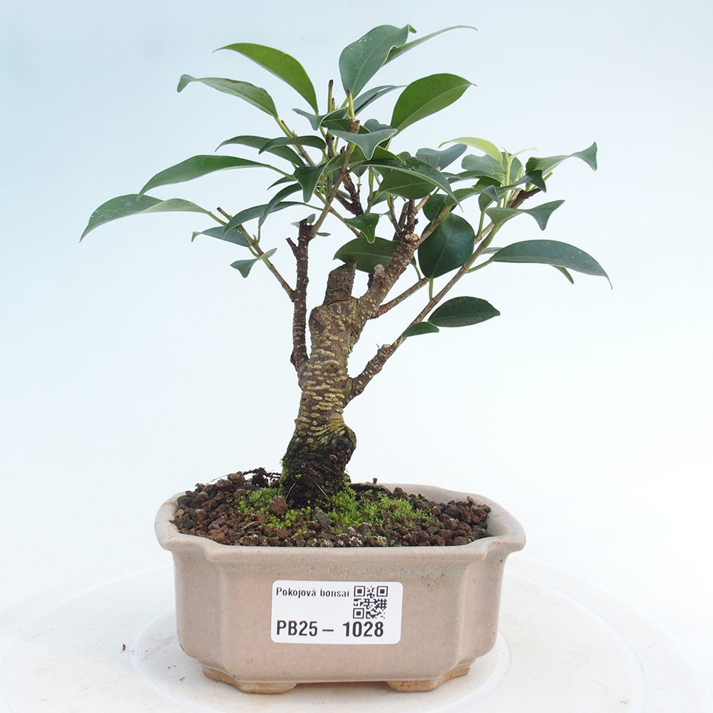 Zimmerbonsai - Kleinblättriger Ficus - Ficus kimmen