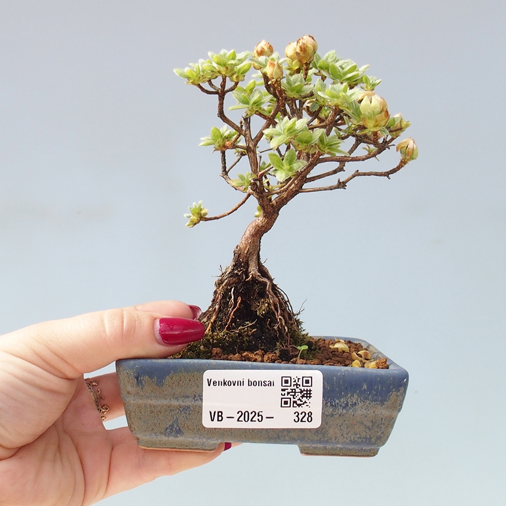Outdoor-Bonsai - Rododendron indicum - Japanische Azalee