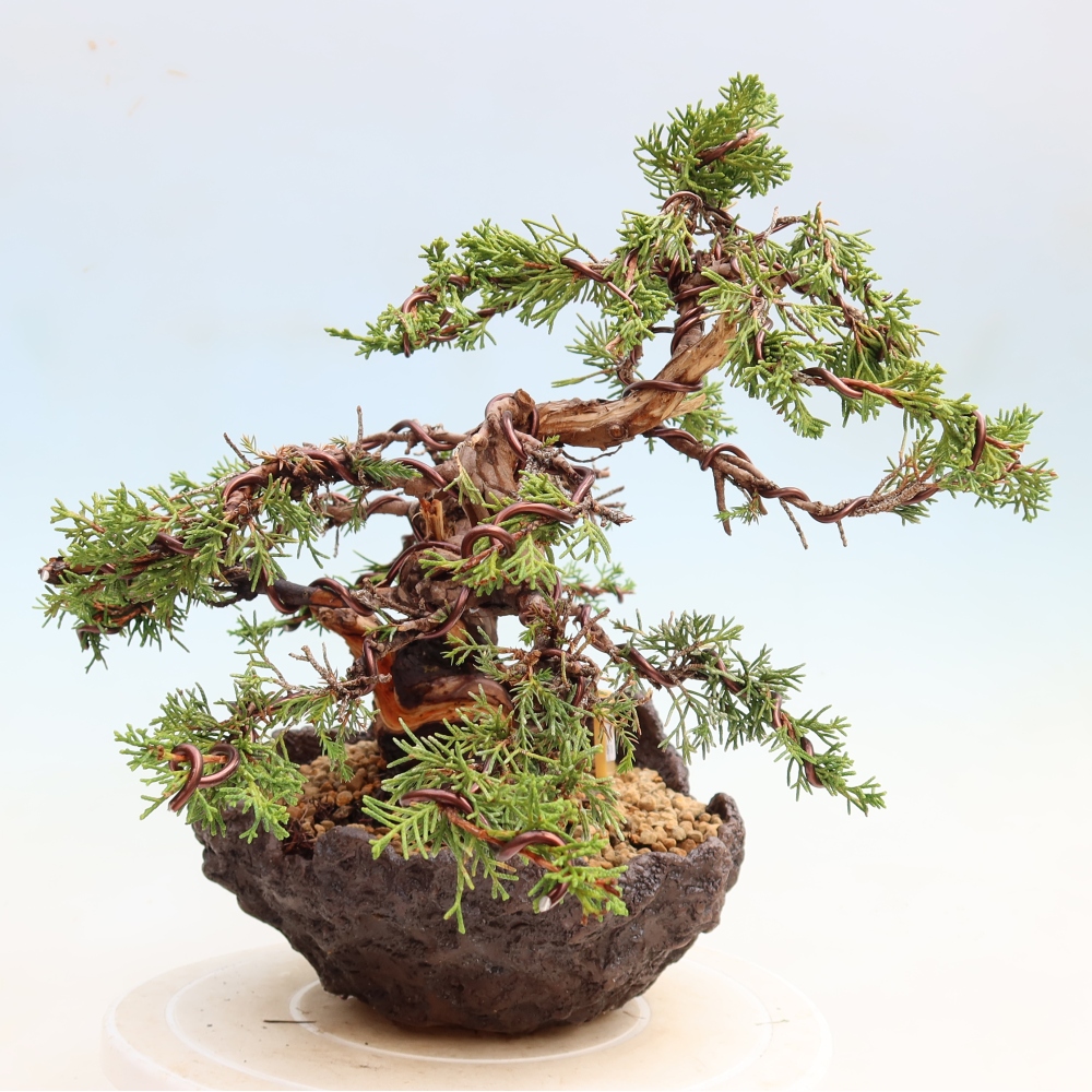 Bonsai für draußen - Juniperus chinensis Itoigawa-Juniperus chinensis