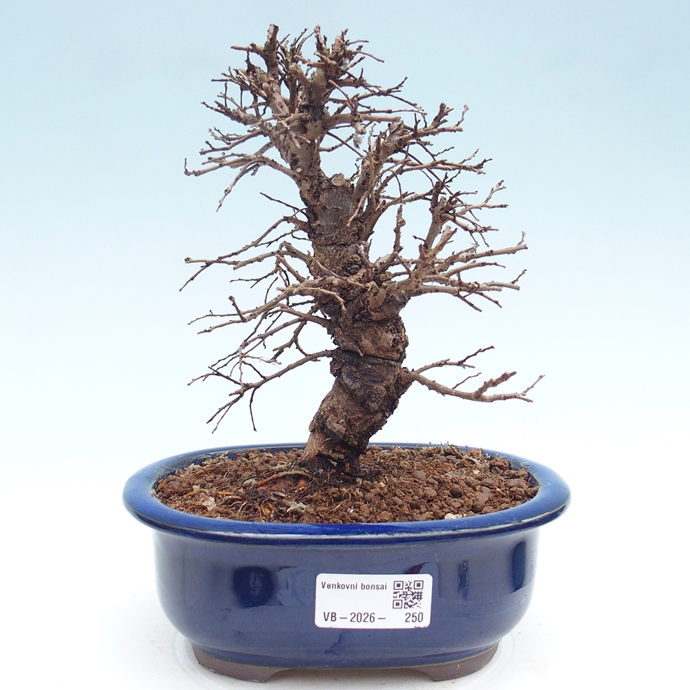 Bonsai für draußen - Zelkova - Zelkova NIRE
