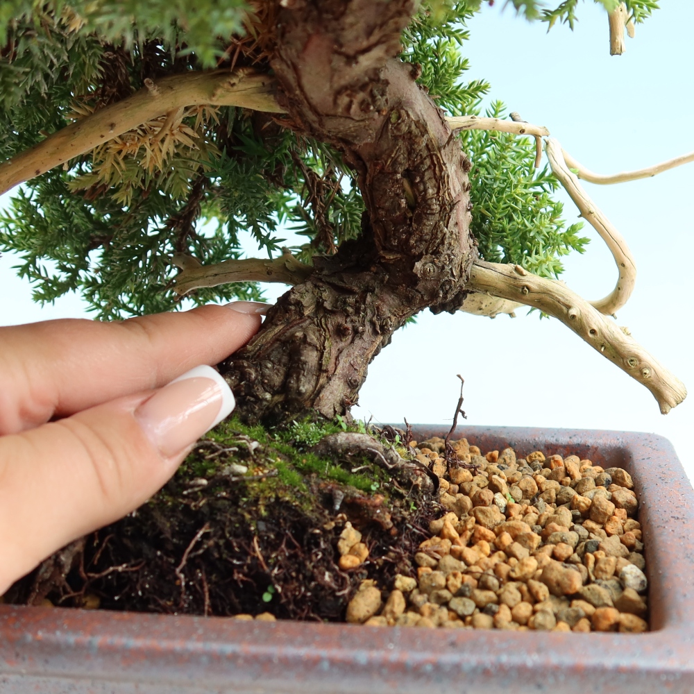 Bonsai für draußen - Juniperus procumbens - Juniperus procumbens