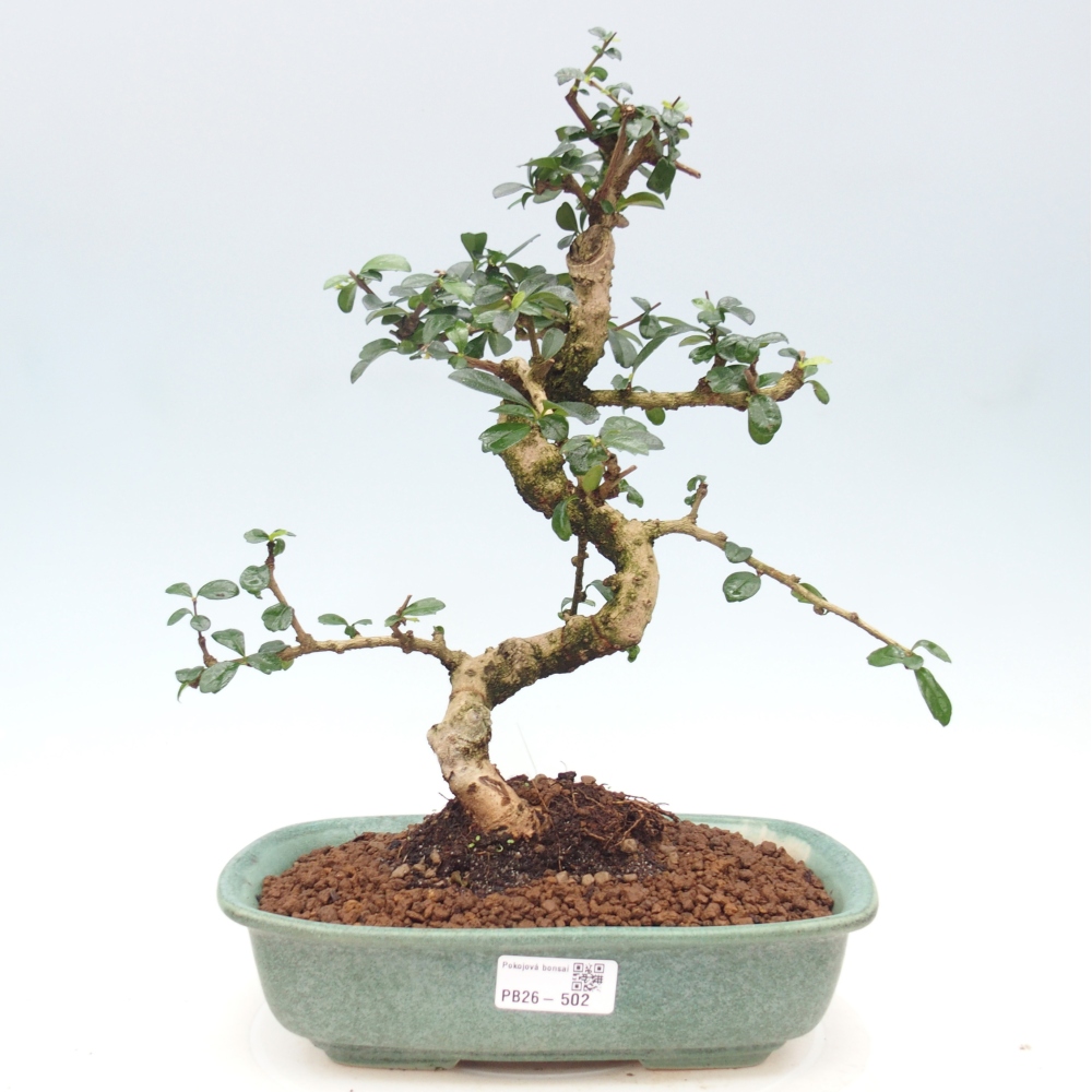 Zimmer-Bonsai - Carmona macrophylla - Tee-Fuki
