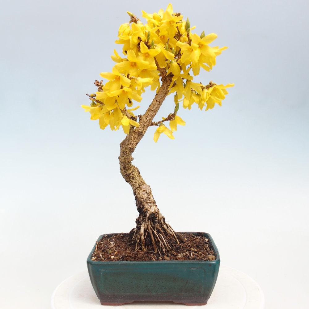 Bonsai für draußen - Zlatice - Forsythia intermedia