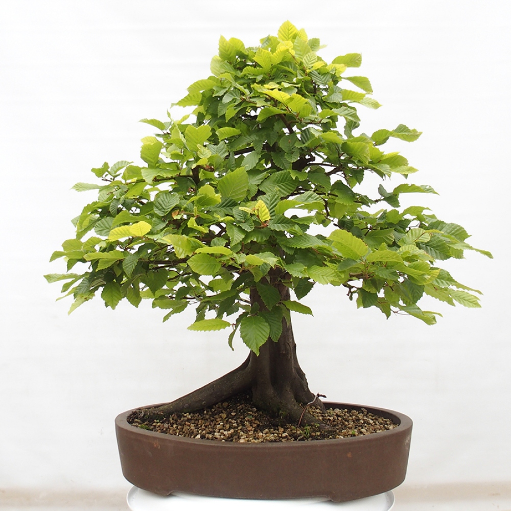 Bonsai im Freien - Hainbuche - Carpinus betulus