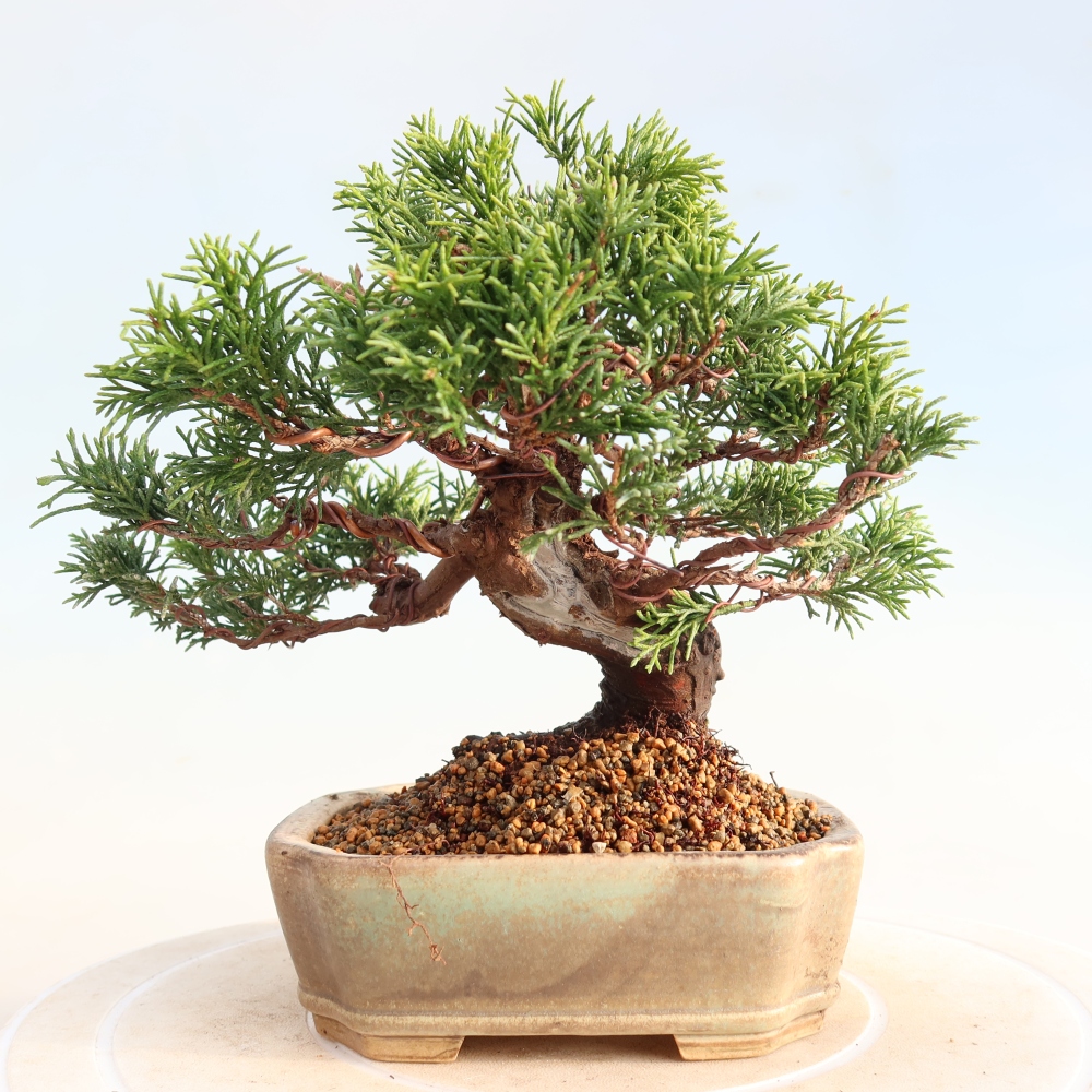 Outdoor bonsai - Juniperus chinensis Itoigawa - Chinese juniper