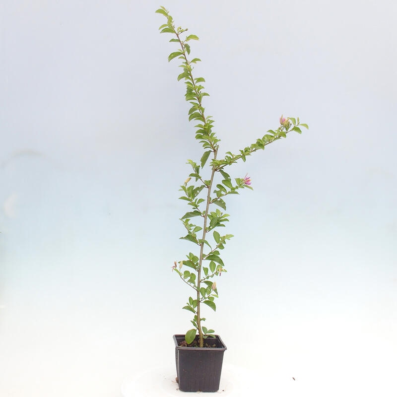 Grewia occidentalis – Lavendelseestern in einem Behälter