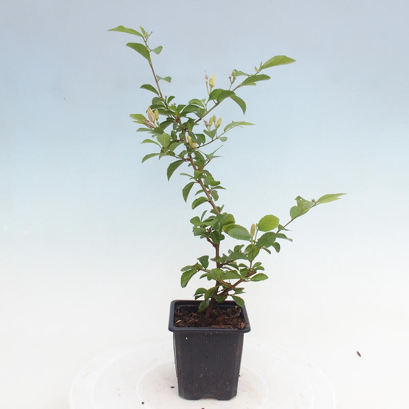 Grewia occidentalis – Lavendelseestern in einem Behälter