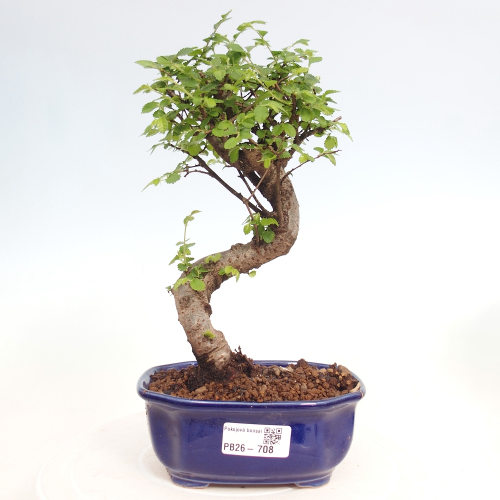 Zimmerbonsai - Ulmus parvifolia - Kleinblättrige Ulme