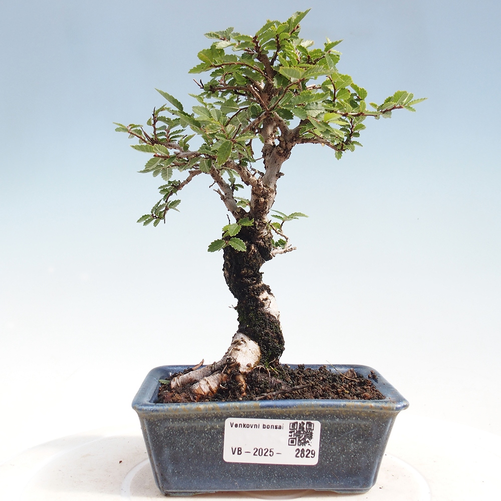 Bonsai im Freien - Zelkova - Zelkova NIRE