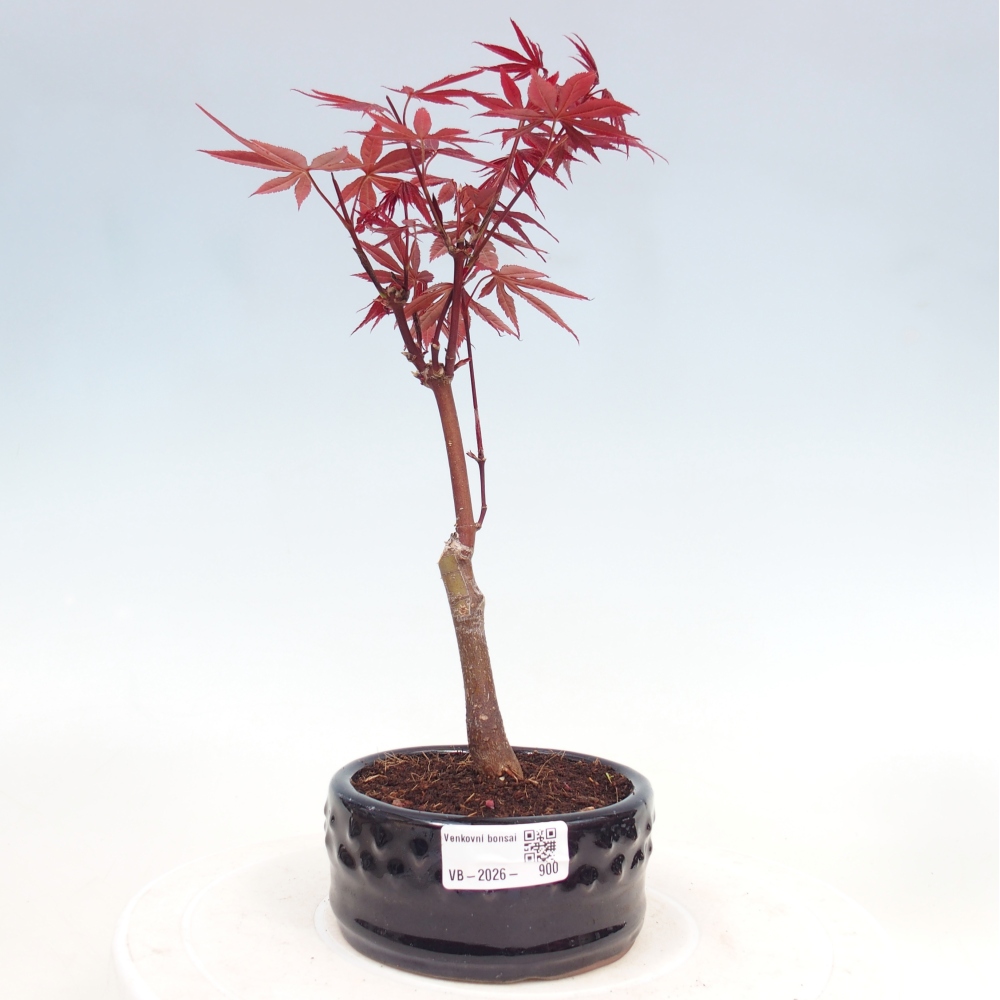 Bonsai für draußen - Acer-Palme. Atropurpureum-Javor palmate