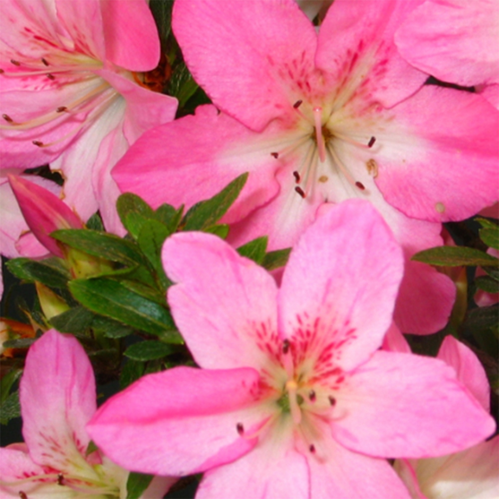 Bonsai für draußen - Japanische Azalee - Azalee Nasuno