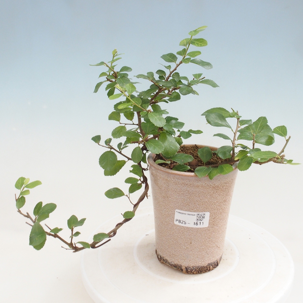 Zimmerbonsai - Grewia occidentalis - Lavendelstern