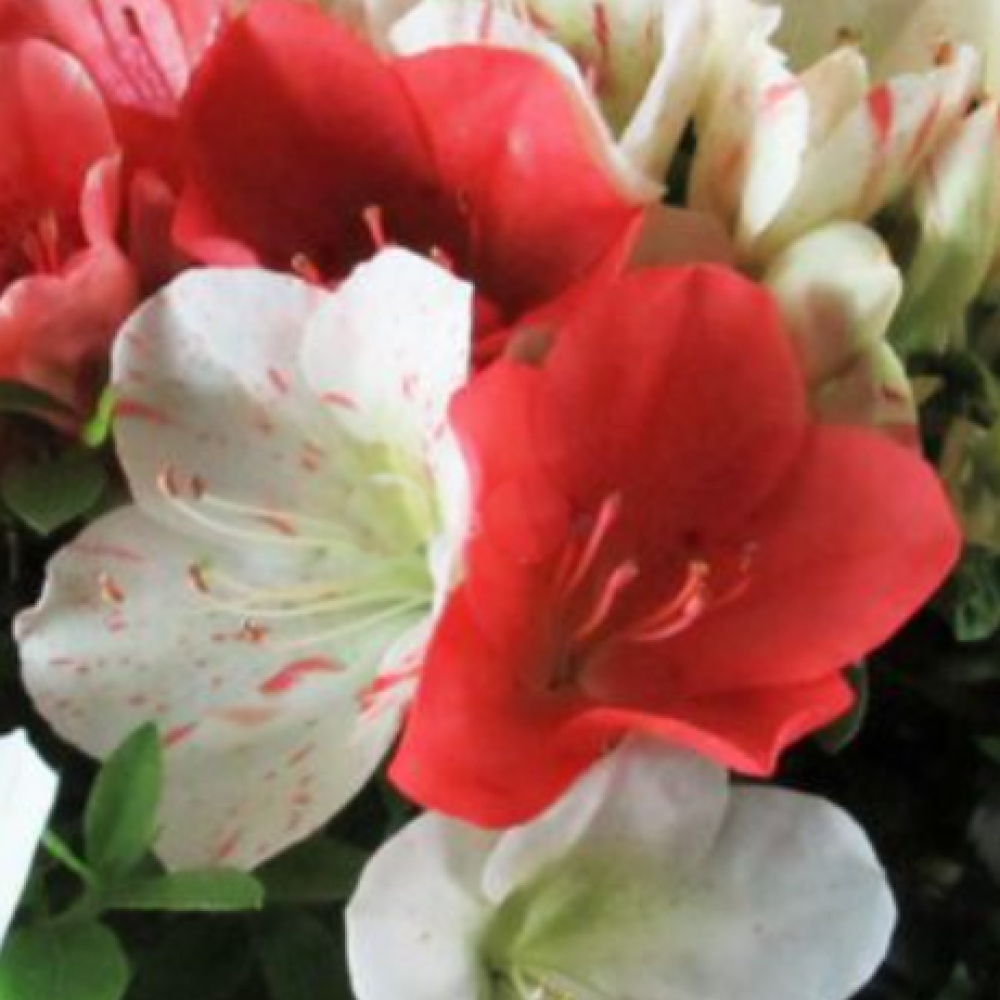 Bonsai für draußen - Japanische Azalee - Azalee Asahi-no-izumi