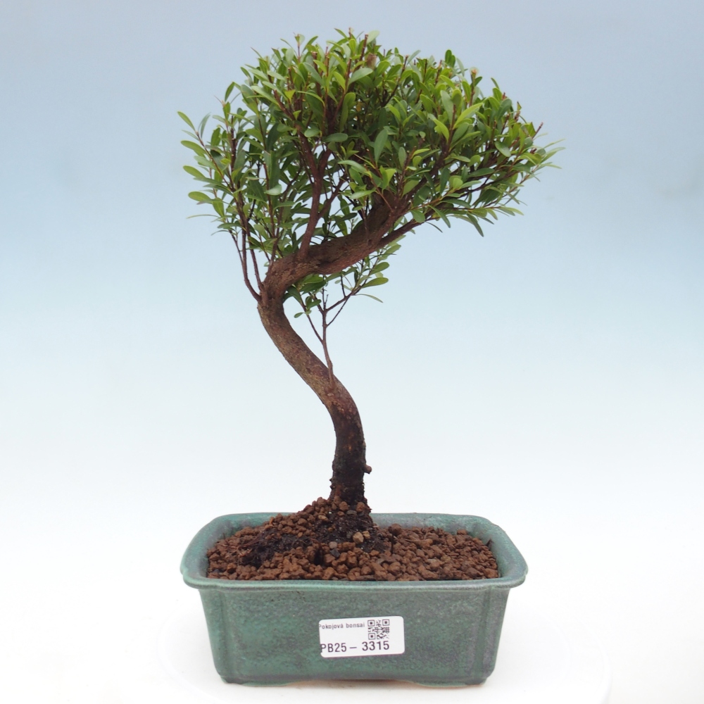 Zimmer Bonsai - Syzygium - Piment