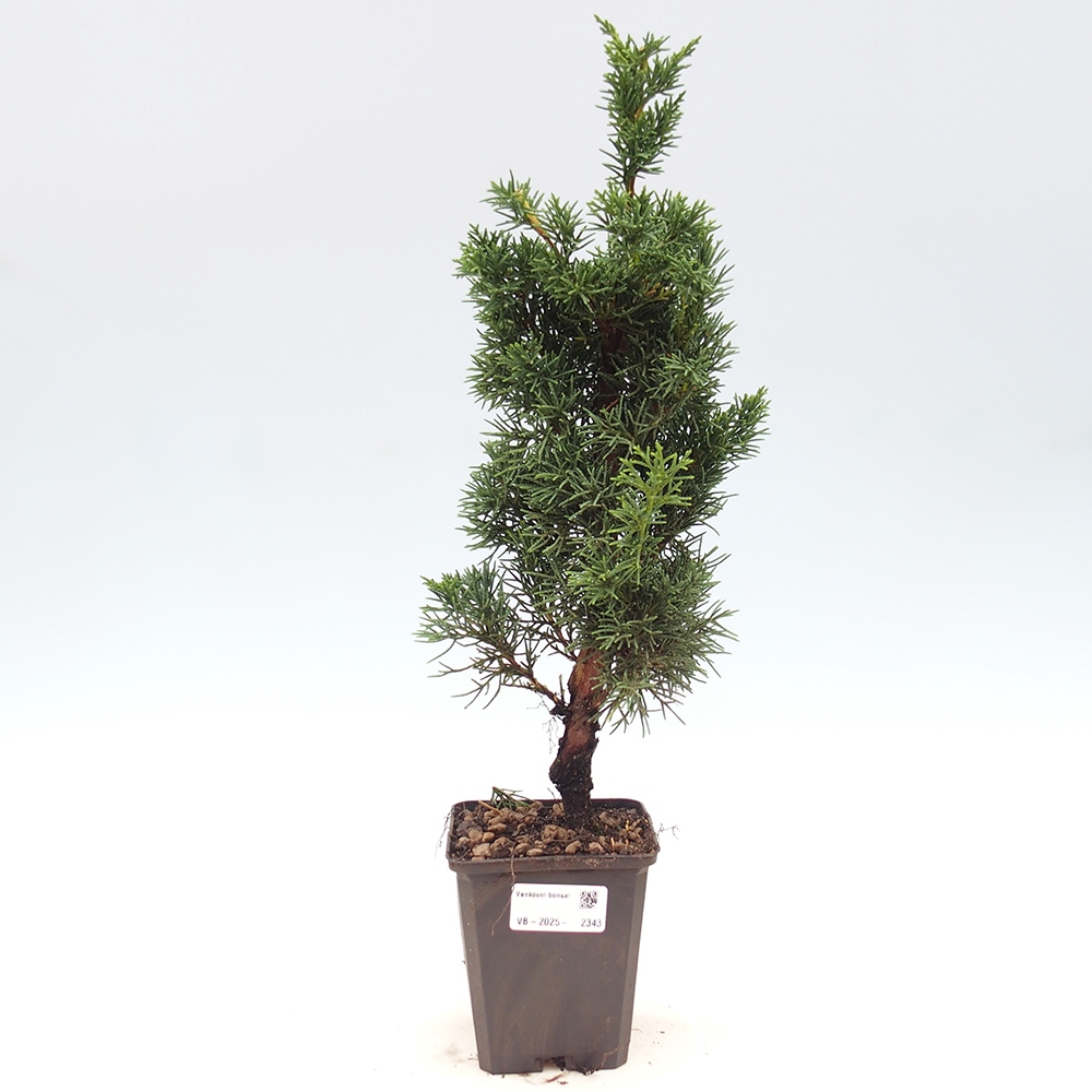 Outdoor-Bonsai - Juniperus chinensis Kishu - Chinesischer Wacholder