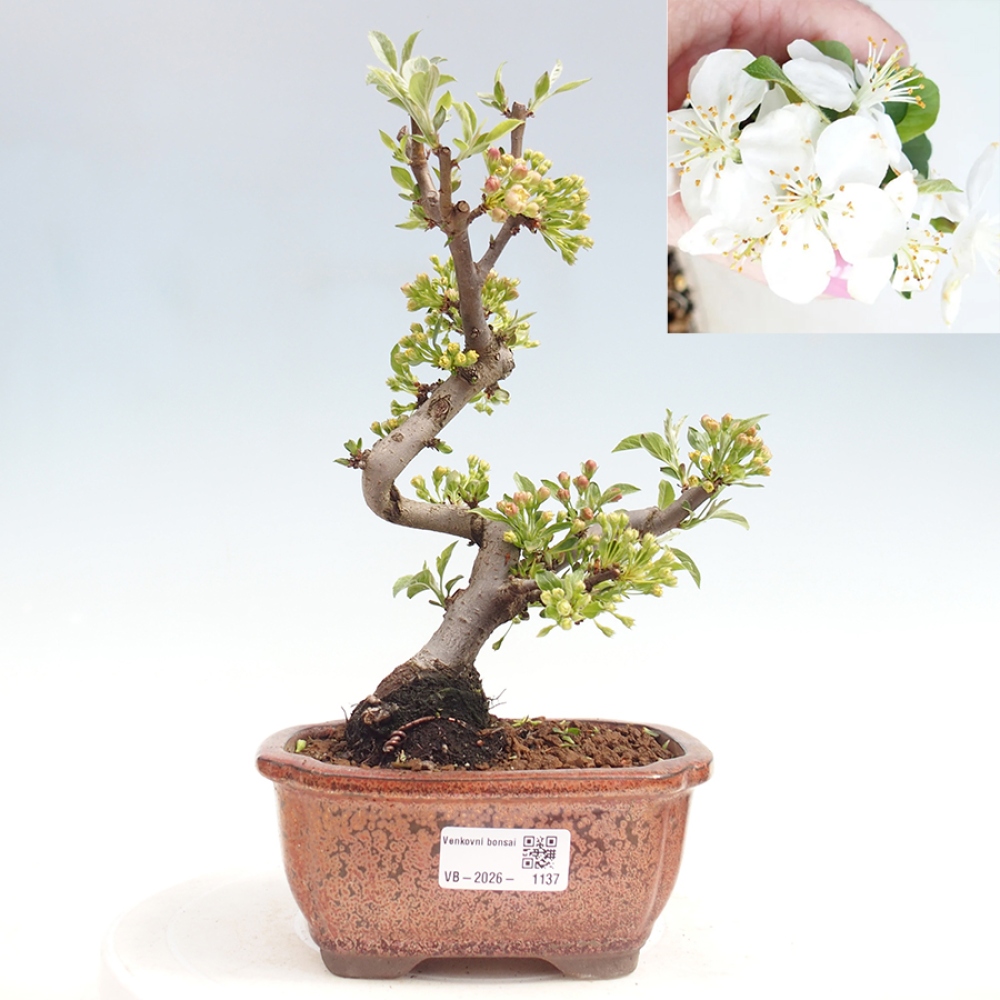 Outdoor Bonsai - Malus sargentii - Kleinfrüchtiger Apfelbaum