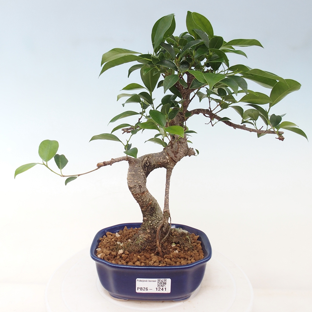 Zimmerbonsai - Ficus retusa - Kleinblättriger Ficus